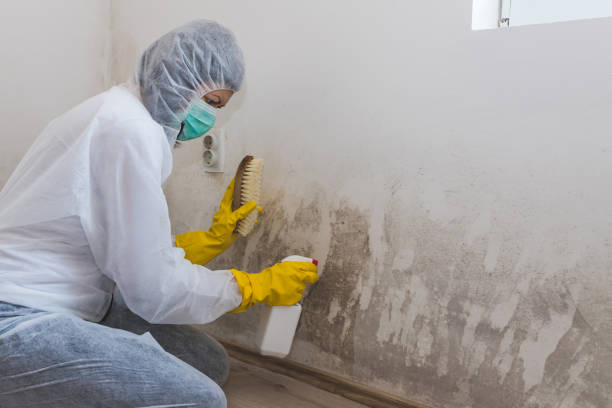 Best Post-Construction Mold Inspection  in Lenox, IA