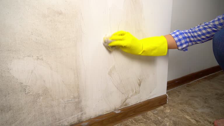 Best Mold Remediation for Healthcare Facilities  in Lenox, IA