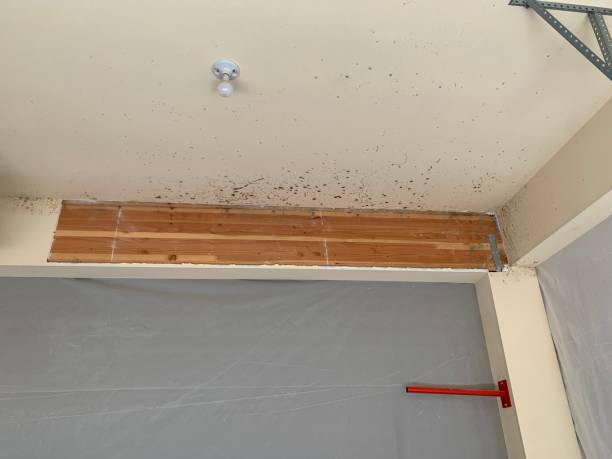 Professional Mold Removal in Lenox, IA