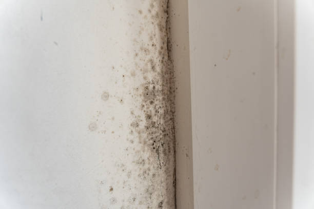 Best Residential Mold Inspection & Testing  in Lenox, IA